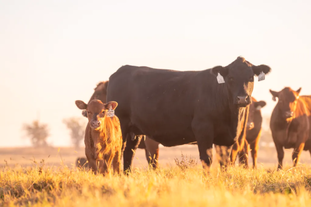 weaned calf in pasture grazing